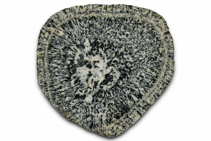 Polished Orbicular Granite Section - Western Australia #353163